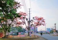 Area Image